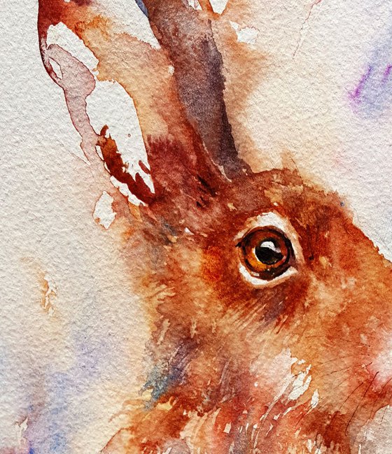 Brownie the Hare