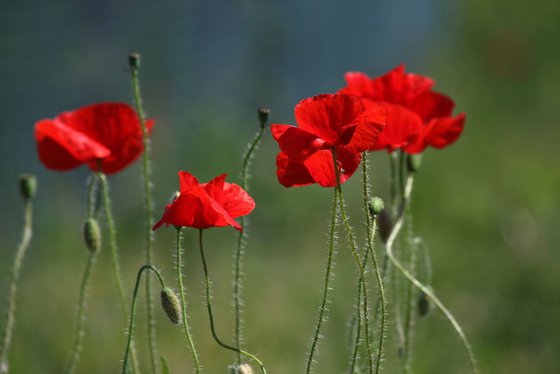 Poppies II