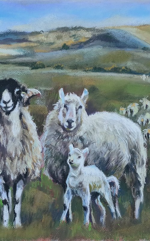 Sheep by Magdalena Palega