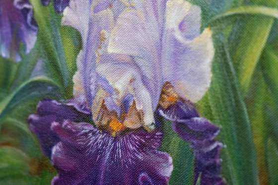 Irises