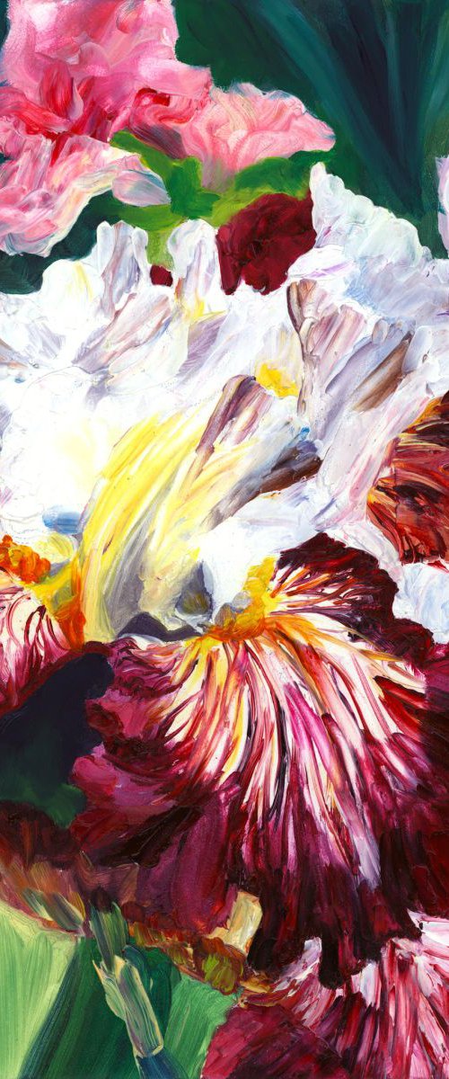 "Brazilian Holiday" Bearded Iris by Christina M Plichta