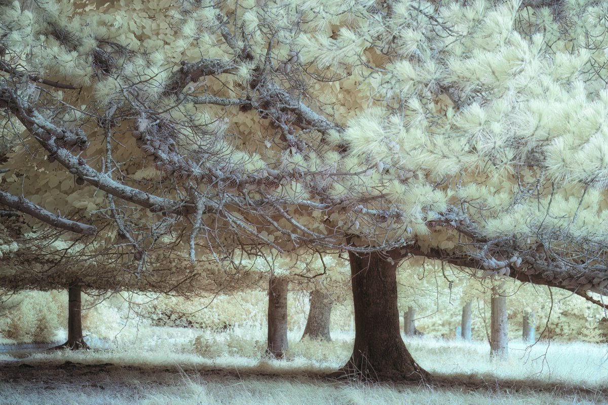 Photograph , Yellow Pines By Paul Nash, 24 X 16, Artwork For Sale On Artfinder