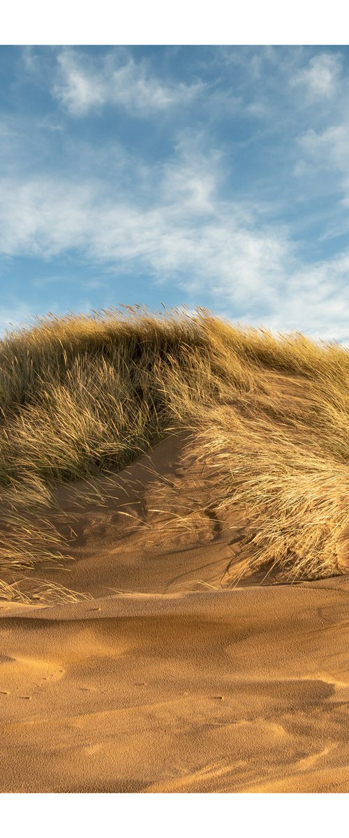 Late Dunes III by David Baker