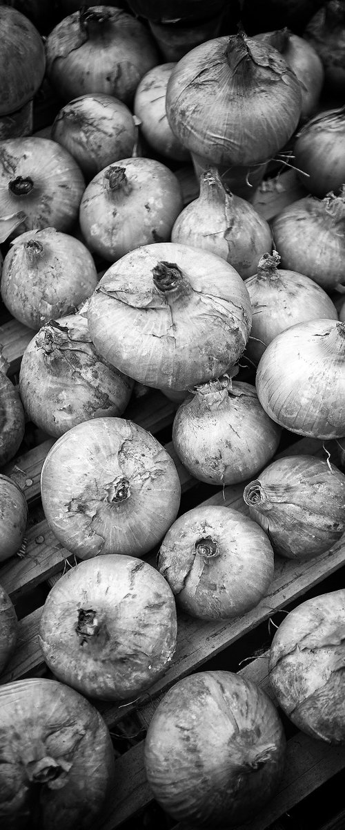 English Onions by Stephen Hodgetts Photography
