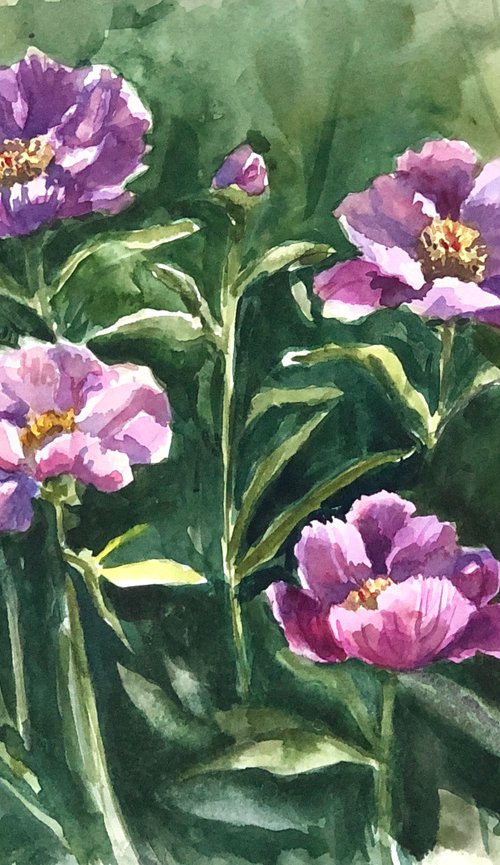 Sketch of peonies by Krystyna Szczepanowski