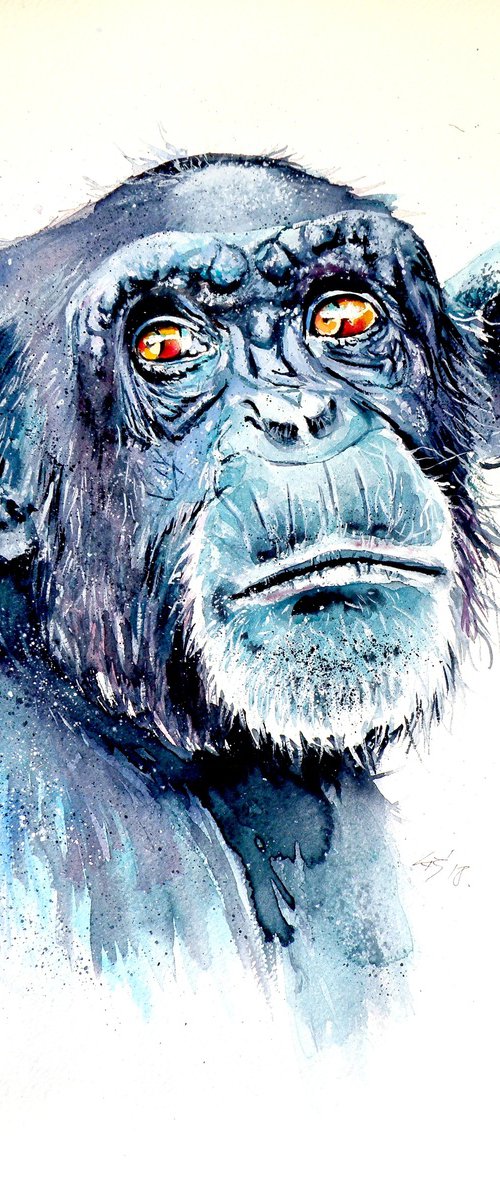 Chimpanzee by Kovács Anna Brigitta