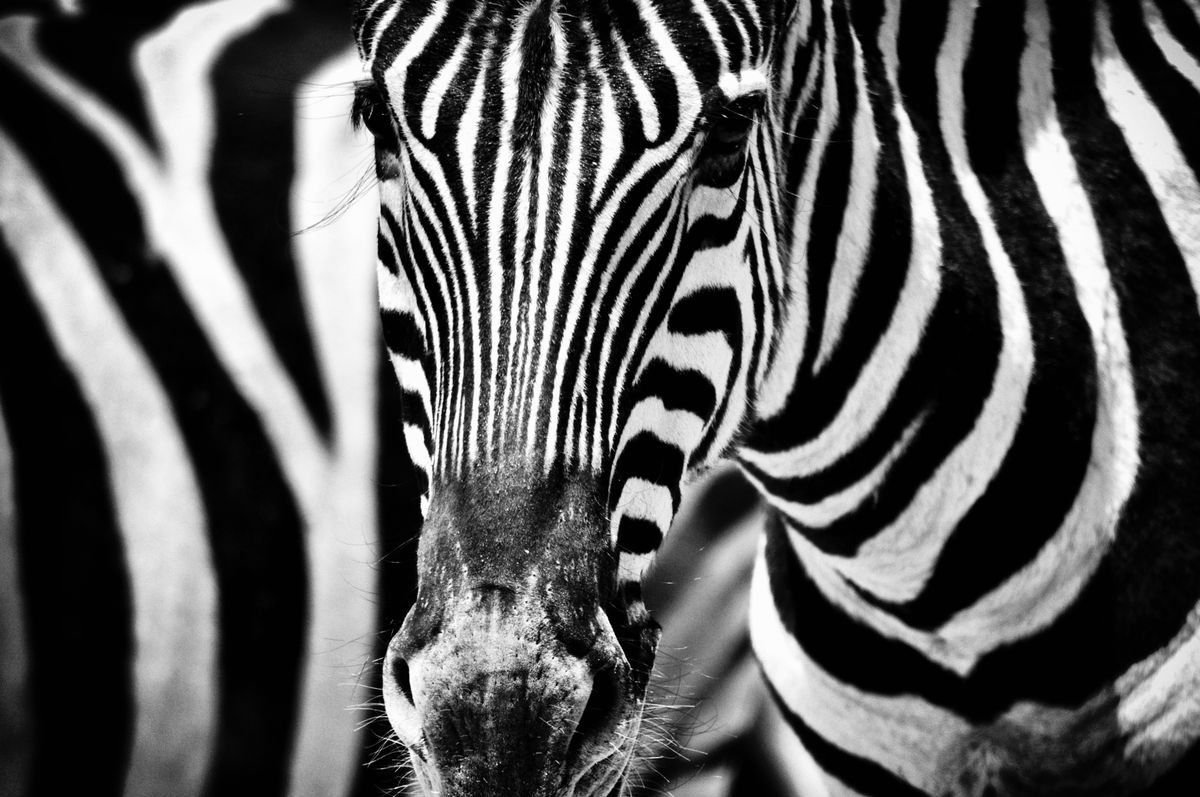 Photorealistic Animal Photograph By Marc Ehrenbold, 40 X 30", Stripey Horse, Original Artwork