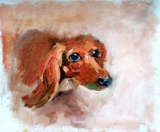 Dachshund