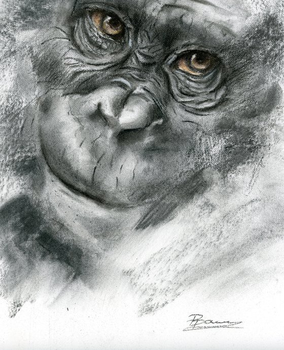 Monkey portrait (2) - Charcoal drawing