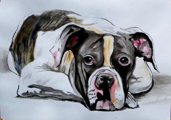 american bulldog