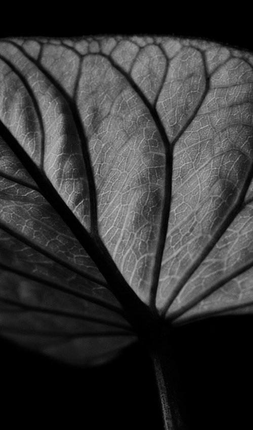 Leaf Veins XI [Framed; also available unframed] by Charles Brabin