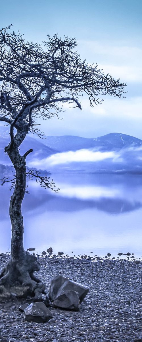 The Blue Tree by Lynne Douglas