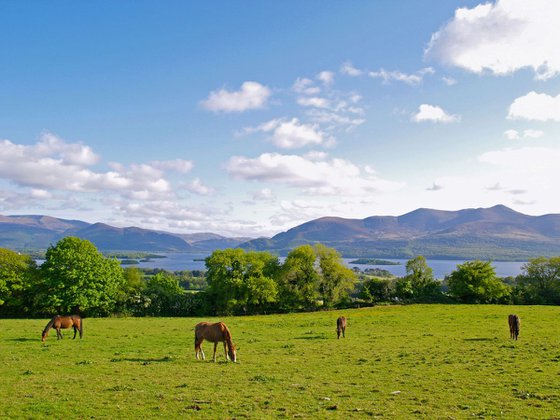 Springtime on Aghadoe Hill