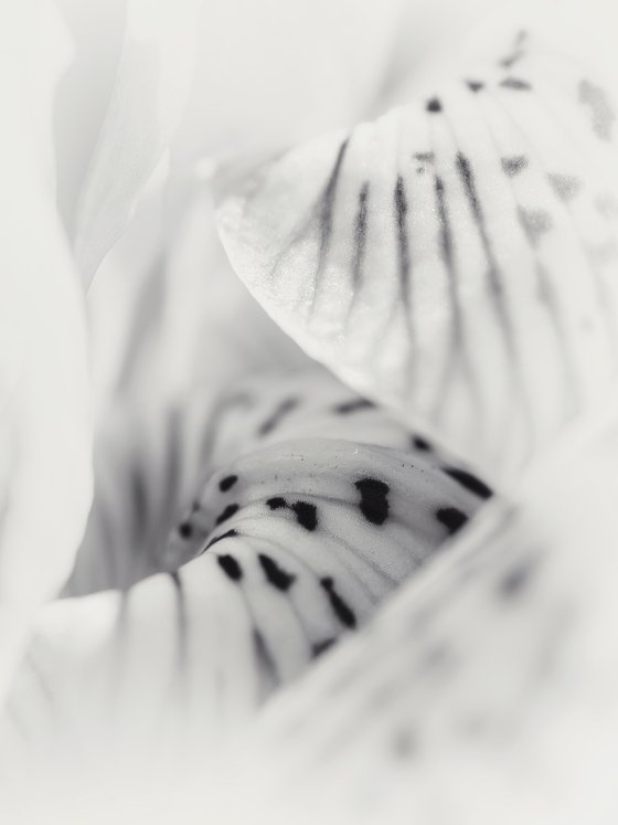 Where the Spring Born