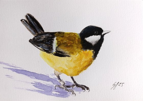 Great tit