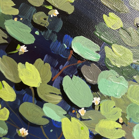 Water lilies. The pond. Evening dusk