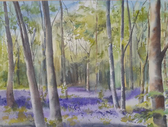 Bluebell Wood