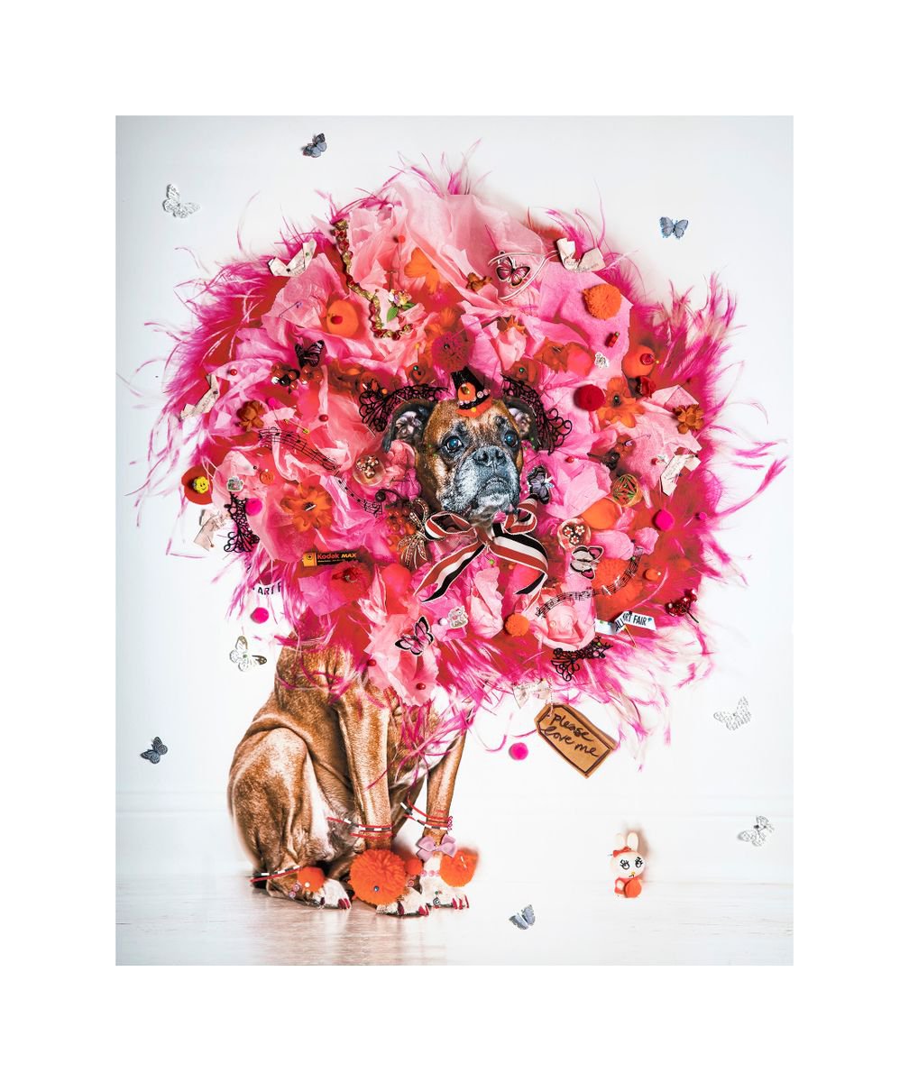 Urban And Pop Animal Photograph By B-Brown & Scheinmann, 37 X 44, Lucy (Large Size), Original Artwork