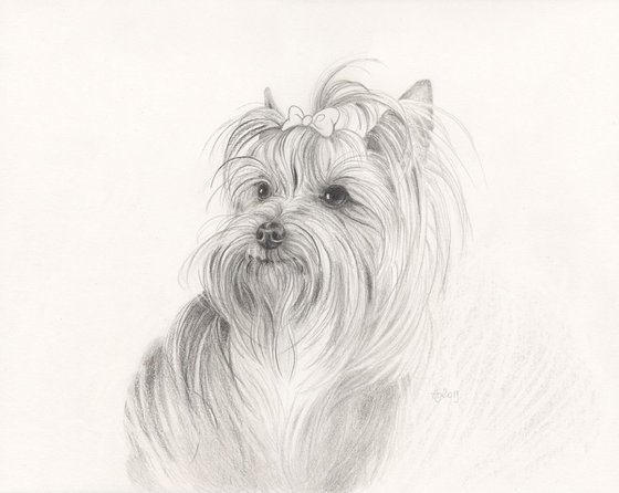 Yorkshire terrier - little friend