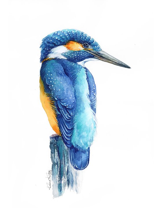 Kingfisher, blue bird from the river