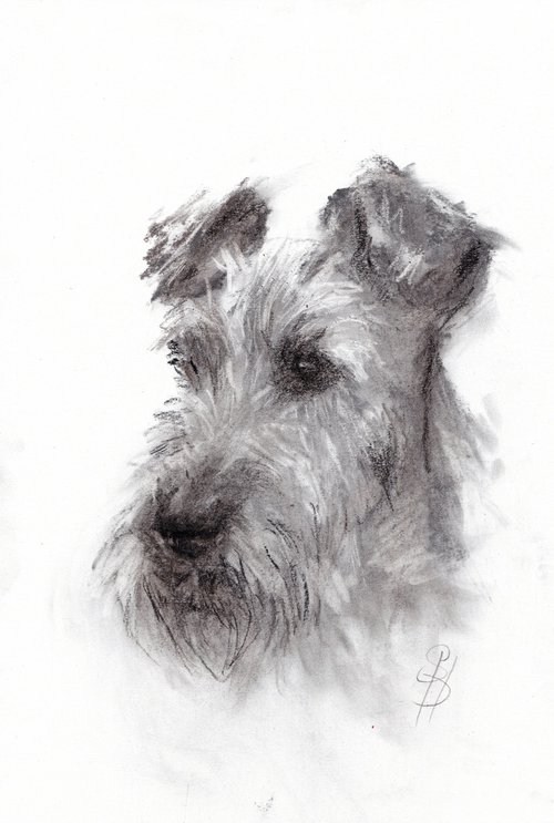 Irish Terrier by SBBoursot