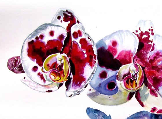 Orchid floral