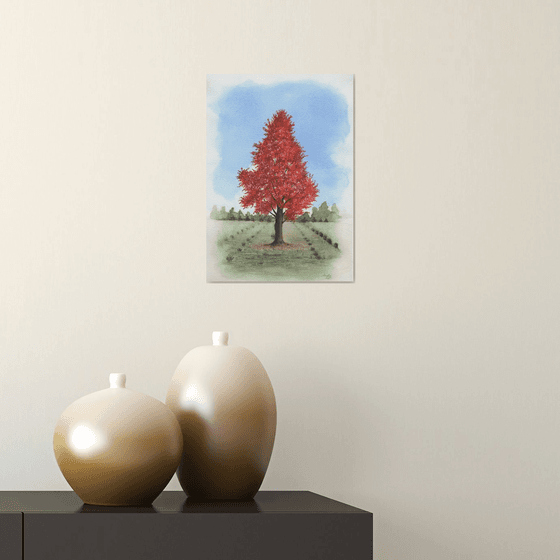 Red Maple Tree