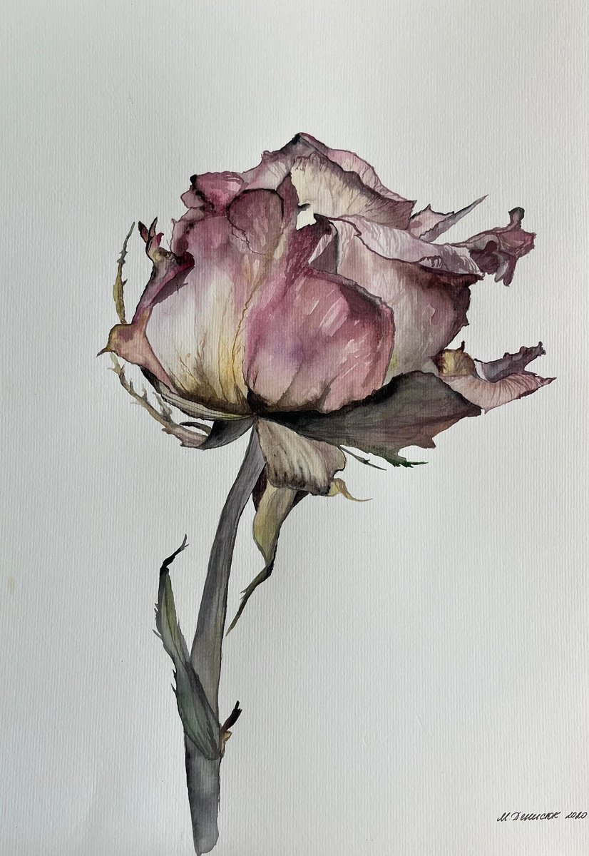 Photorealistic Botanical Watercolour By Myroslava Denysyuk, 12 X 17", Pink Rose Pastel, Original Artwork