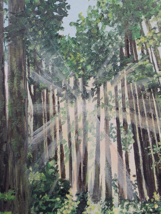 Sasquatch Country
