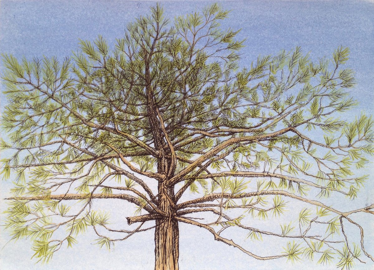 Pine Tree, Late Afternoon, San Jose by David Lloyd