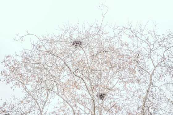 Magpie Nests