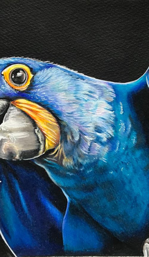 Hyacinth Macaw by Karen Elaine  Evans