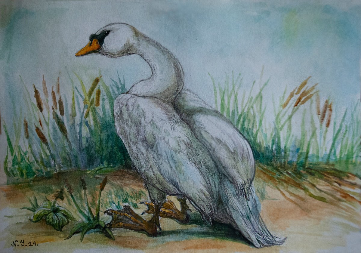 Photorealistic Drawing , Swan Study Iv By Nikola Ivanovic, 8 X 6, Artwork For Sale On Artfinder