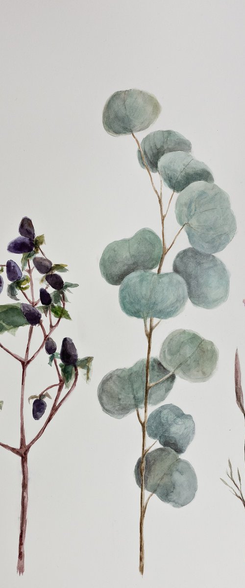 Eucalyptus branch and flowers by Nastassia Bas