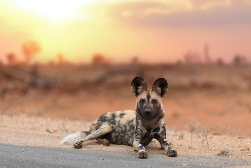 African wild dog by Ozkan Ozmen