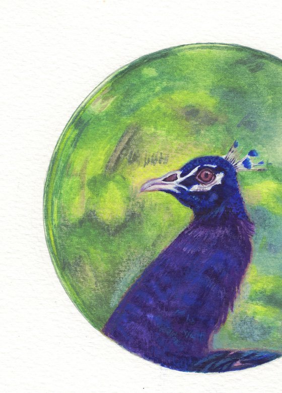 Peacock portrait