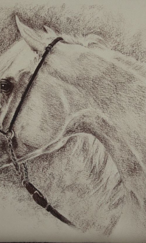 Arabian horse (sepia) by Vera Evseeva