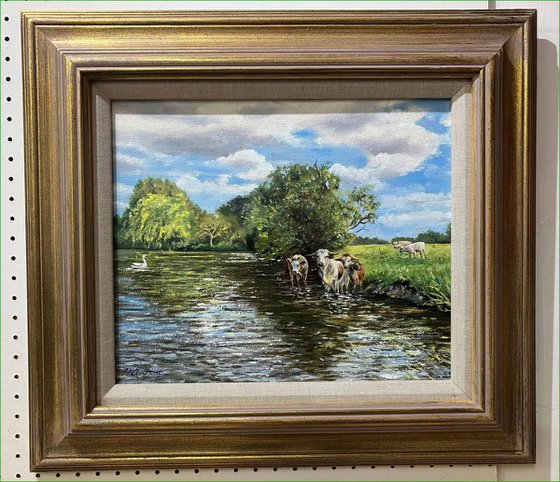 Longhorn Cattle on the Hampshire Avon