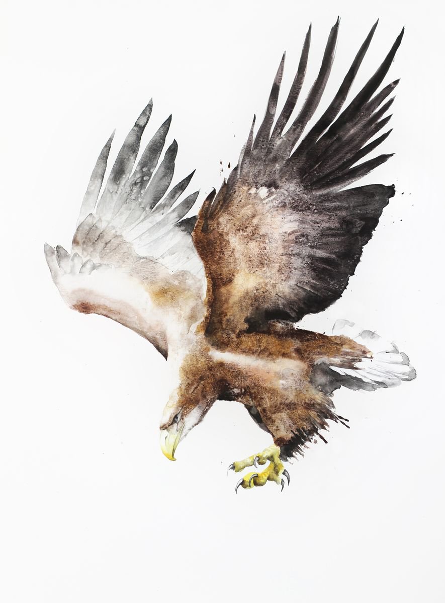 White-tailed Eagle (Haliaeetus albicilla), wildlife, bird, watercolour painting by Karolina Kijak