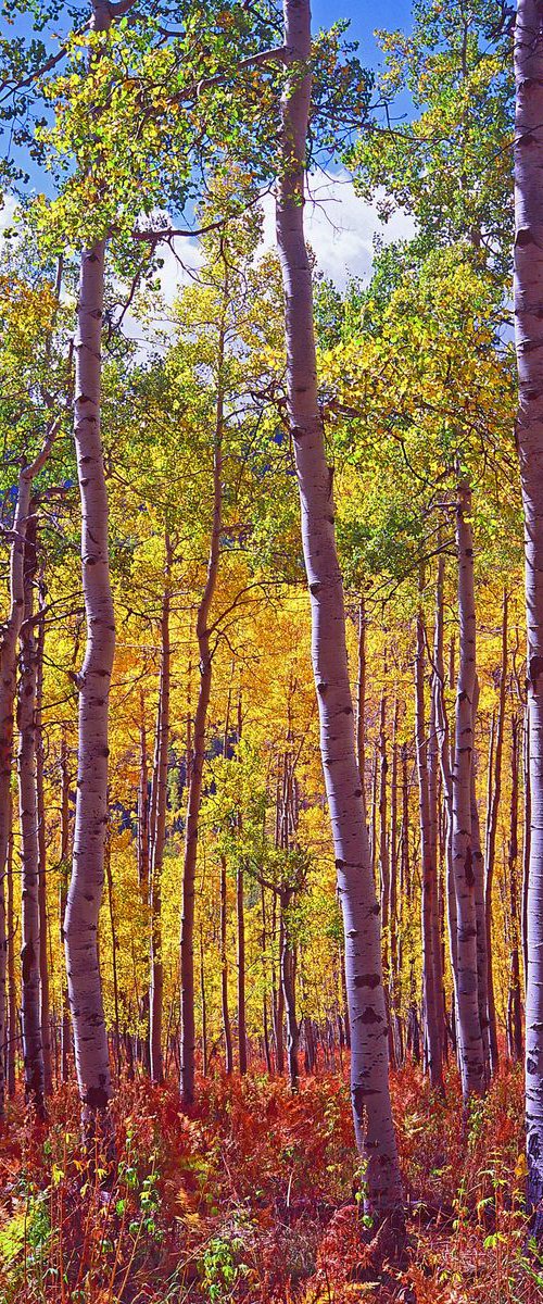 Aspens of Owl Creek Pass by Alex Cassels