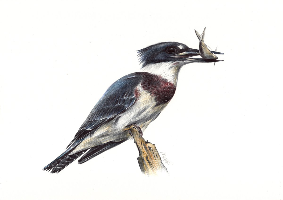 Belted Kingfisher - Bird Portrait (Realistic Ballpoint Pen Drawing) by Daria Maier