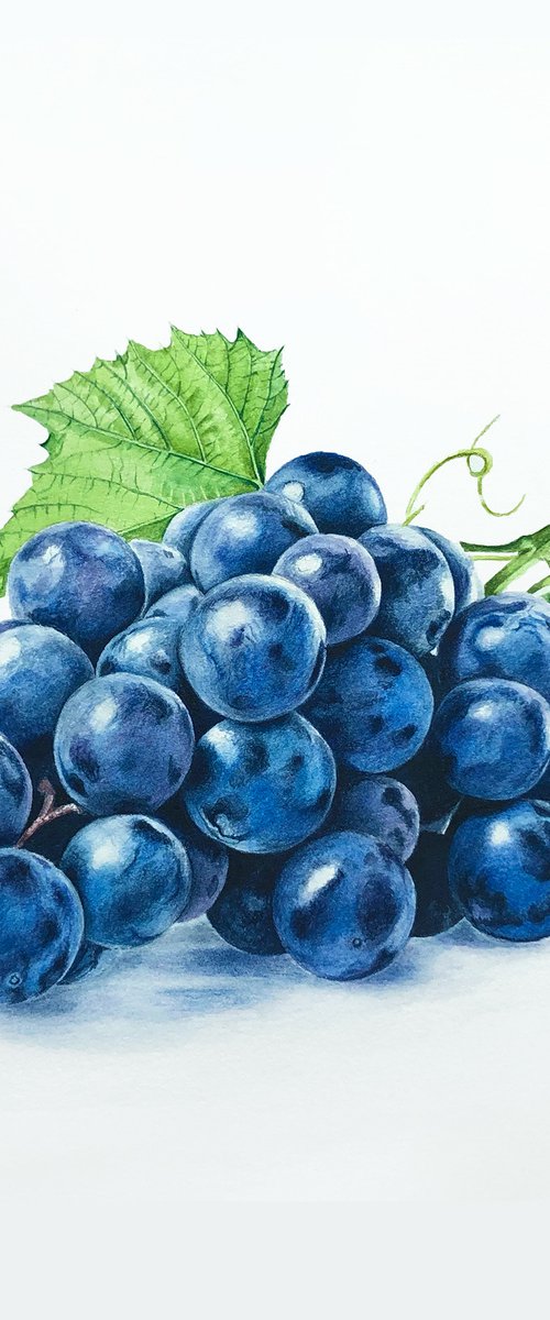 Concord grape by Maiia Axton