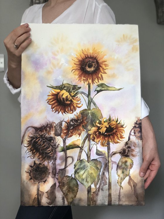Sunflowers life cycle