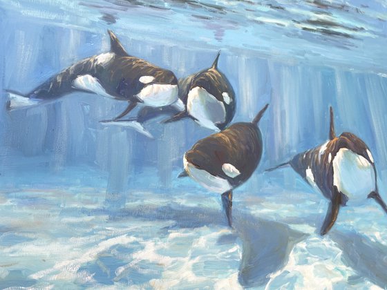 "A pod of Killer Whale"