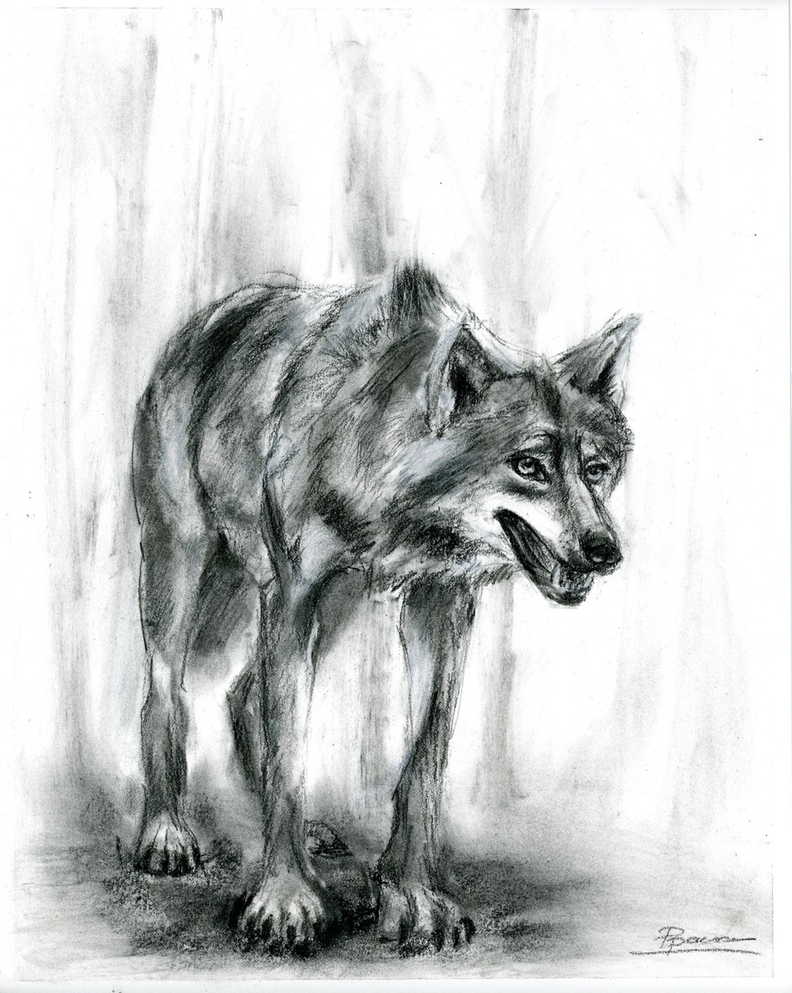 Charcoal and conte crayon wolf drawing 22 x 30 3.5 hours : r/drawing