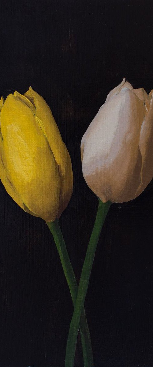 Tulips (yellow and white) by David Foster
