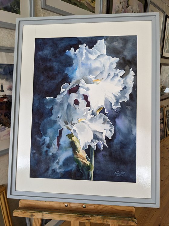 WHITE IRISES #4