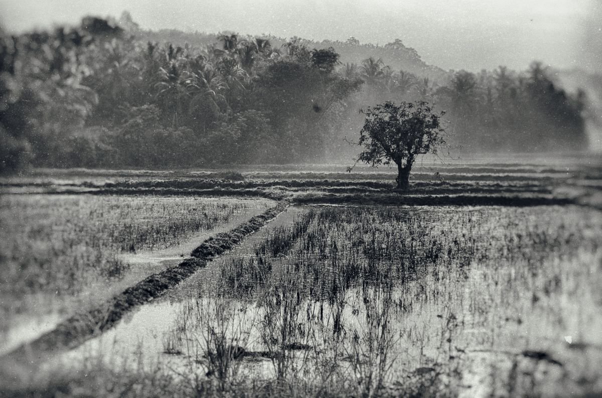 Indonesian Rice Field by Marc Ehrenbold