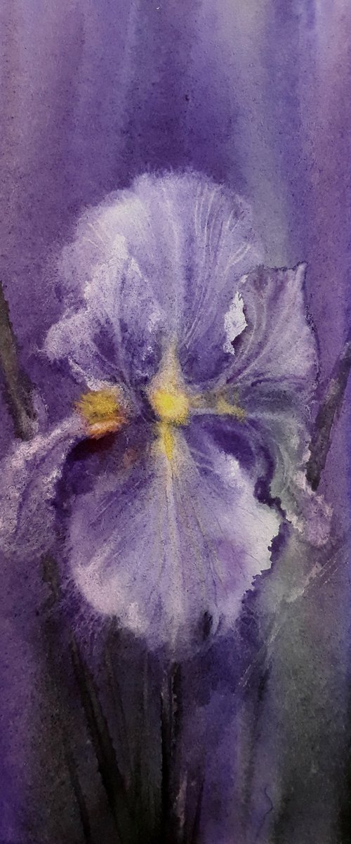 Twilight Iris - purple iris by Olga Beliaeva Watercolour