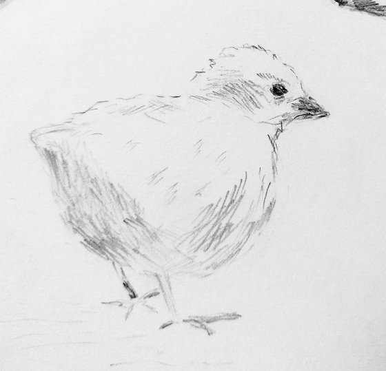 Birds. Original pencil drawing.
